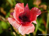 DSC00460